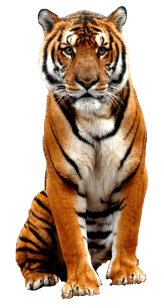 Tigre